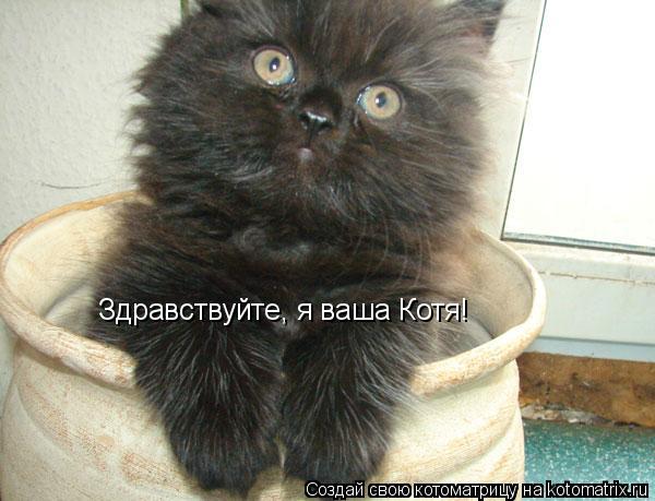 Котоматрица: Здравствуйте, я ваша Котя!