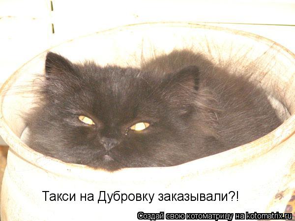 Котоматрица: Такси на Дубровку заказывали?!