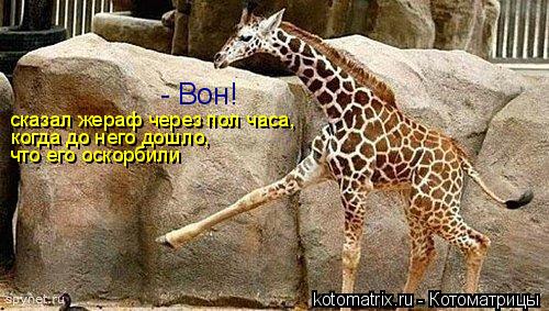 Котоматрица: - Вон! сказал жераф через пол часа, когда до него дошло,  что его оскорбили