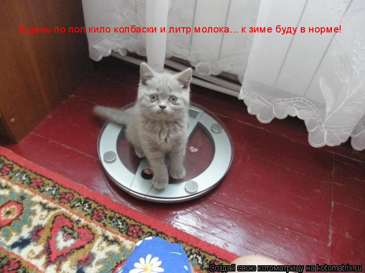 Котоматрица: В день по пол кило колбаски и литр молока... к зиме буду в норме!