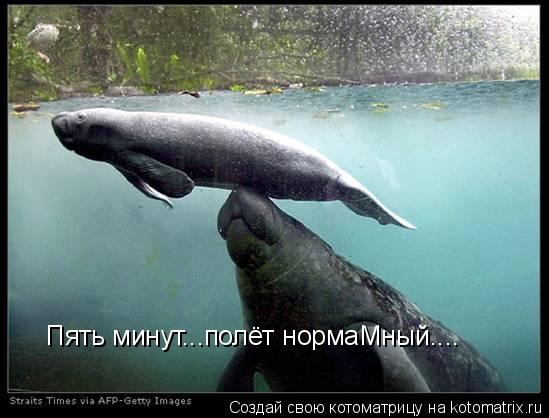 Котоматрица: Пять минут...полёт нормаМный....