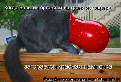 Котоматрица: Когда Васькин организм на грани истощения  загорается красная лампочка