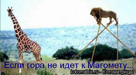 Котоматрица: Если гора не идет к Магомету...