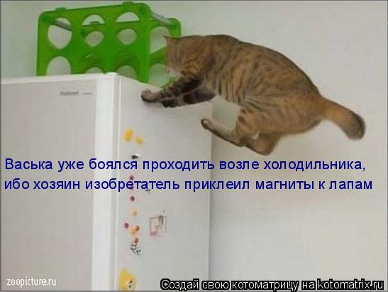 Васька уже боялся проходить возле холодильника, ибо хозяин изобретатель приклеил магниты к лапам... Котоматрица: Васька уже боялся проходить возле холодильника, ибо хозяин изобретатель приклеил магниты к лапам