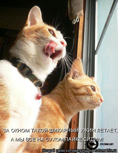 Котоматрица: ЗА ОКНОМ ТАКОЙ ШИКАРНЫЙ УЖИН ЛЕТАЕТ,  А МЫ ВСЕ НА СУХОМ ПАЙКЕ СИДИМ!
