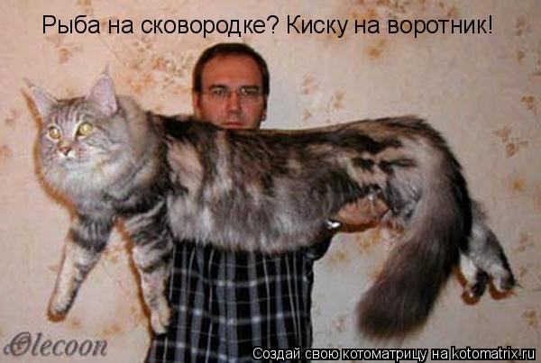 Котоматрица: Рыба на сковородке? Киску на воротник!