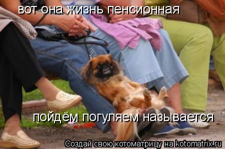 вот она жизнь пенсионная пойдём погуляем называется... Котоматрица: вот она жизнь пенсионная пойдём погуляем называется