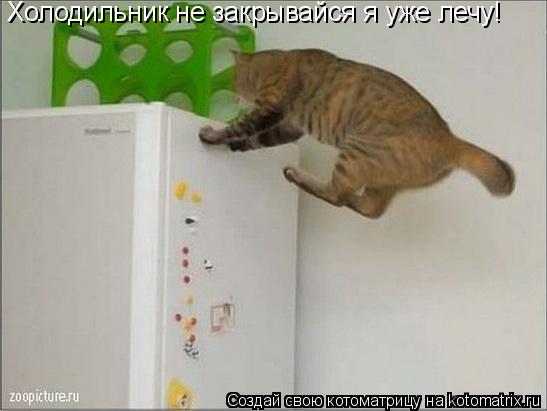Котоматрица: Холодильник не закрывайся я уже лечу!