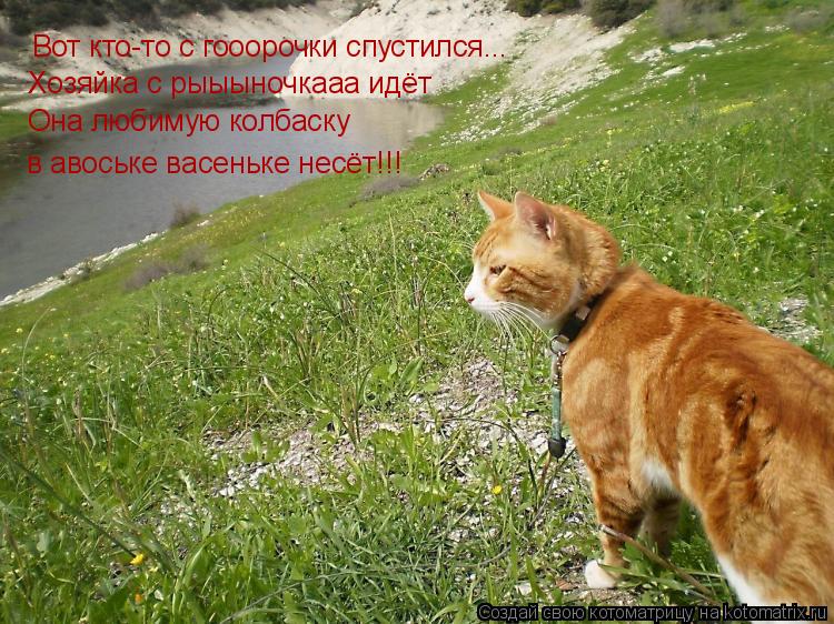 Котоматрица: Вот кто-то с гооорочки спустился... Хозяйка с рыыыночкааа идёт Она любимую колбаску в авоське васеньке несёт!!!