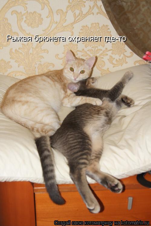 Котоматрица: Рыжая брюнета охраняет где-то