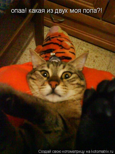 Котоматрица: опаа! какая из двух моя попа?!