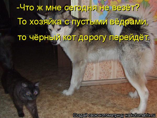 Котоматрица: -Что ж мне сегодня не везёт? То хозяйка с пустыми вёдрами, то чёрный кот дорогу перейдёт.