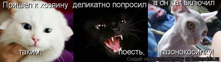 Котоматрица: Пришёл к хозяину таким, деликатно попросил а он как включил поесть,       газонокосилку!