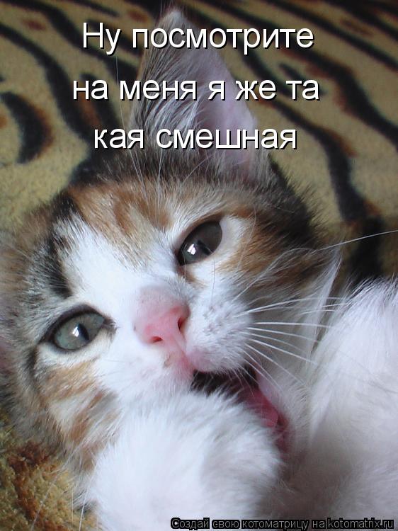 Котоматрица: Ну посмотрите  на меня я же та кая смешная