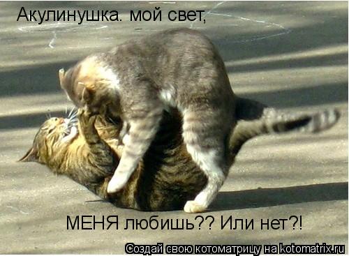 Котоматрица: Акулинушка. мой свет, МЕНЯ любишь?? Или нет?!