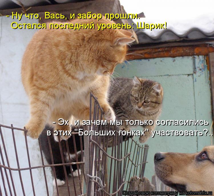 - Ну что, Вась, и забор прошли. Остался последний уровень: Шарик! - Эх, и зачем мы только согласились... Котоматрица: - Ну что, Вась, и забор прошли. Остался последний уровень: Шарик! - Эх, и зачем мы только согласились в этих "Больших гонках" участвовать?...