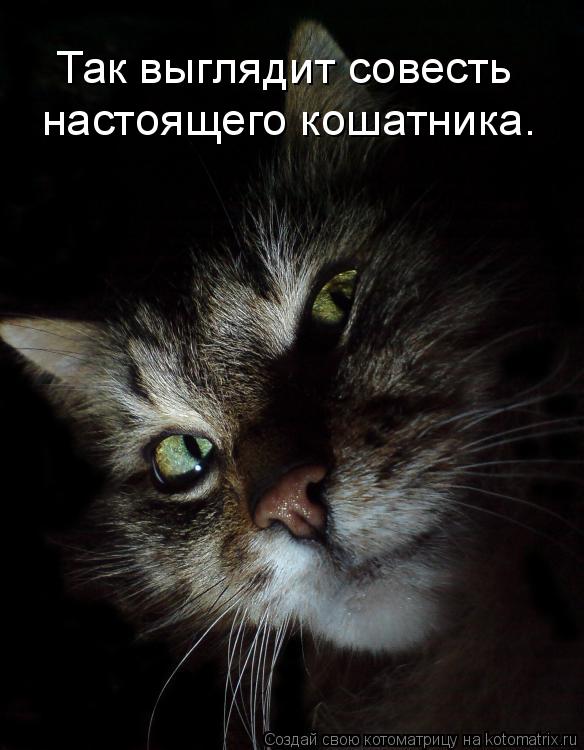 Котоматрица: настоящего кошатника. Так выглядит совесть