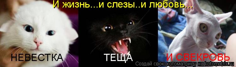 Котоматрица: И жизнь...и слезы..и любовь... НЕВЕСТКА ТЕЩА И СВЕКРОВЬ