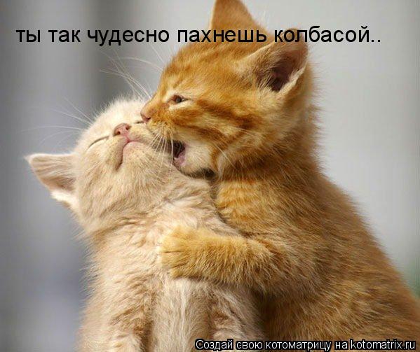 Котоматрица: ты так чудесно пахнешь колбасой..