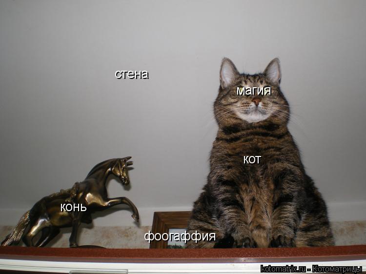 Котоматрица: кот конь стена фоогаффия магия