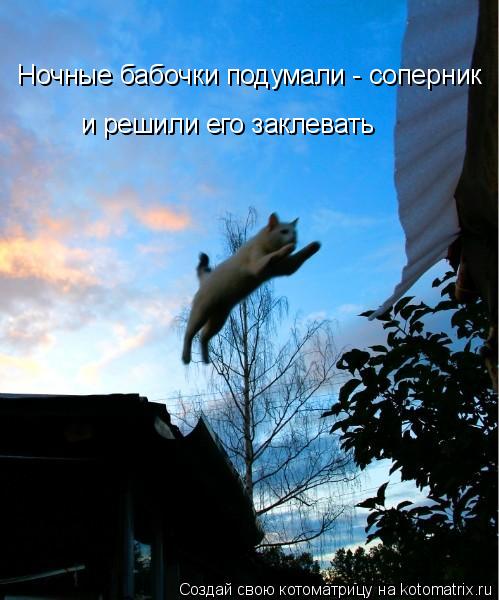 Котоматрица: Ночные бабочки подумали - соперник и решили его заклевать