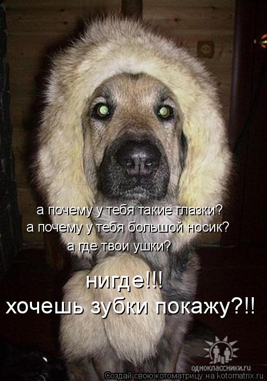 Котоматрица: а почему у тебя такие глазки? а почему у тебя большой носик? а где твои ушки? нигде!!! хочешь зубки покажу?!!