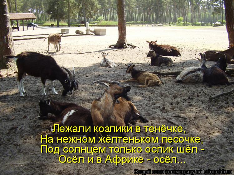 Котоматрица: Лежали козлики в тенёчке, На нежном жёлтеньком песочке, Под солнцем только ослик шёл -  Осёл и в Африке - осёл...