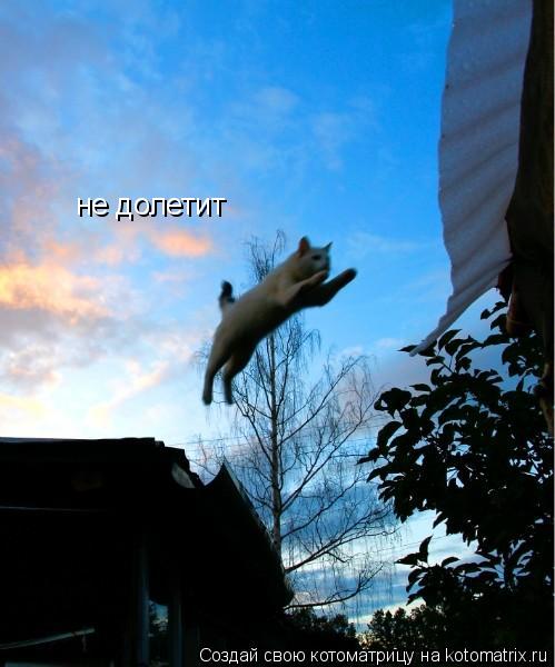 Котоматрица: не долетит