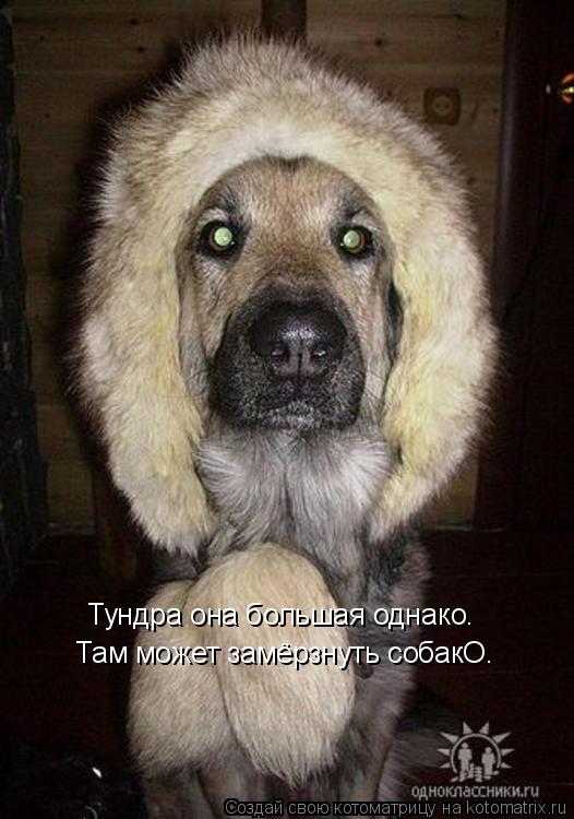 Котоматрица: Тундра она большая однако. Там может замёрзнуть собакО.