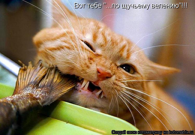 Котоматрица: Вот тебе "...по щучьему велению"!!!