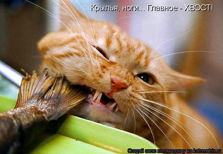Котоматрица: Крылья, ноги... Главное - ХВОСТ!