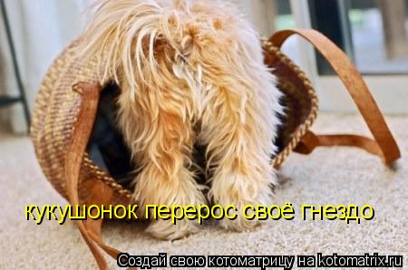 Котоматрица: кукушонок перерос своё гнездо
