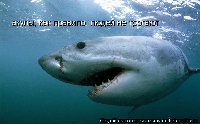 Котоматрица: акулы, как правило, людей не трогают