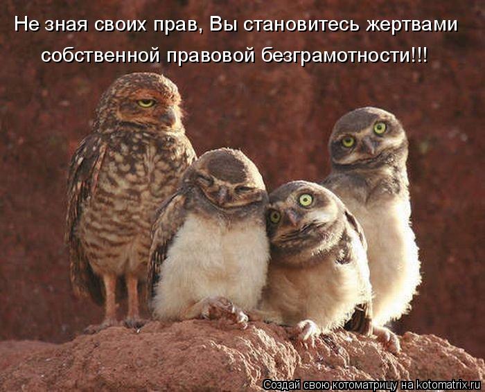 Котоматрица: Не зная своих прав, Вы становитесь жертвами собственной правовой безграмотности!!!