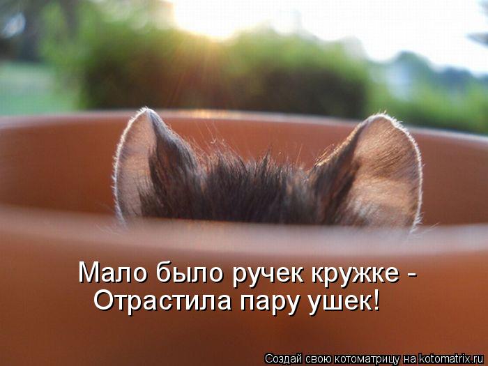 Котоматрица: Мало было ручек кружке -  Отрастила пару ушек!