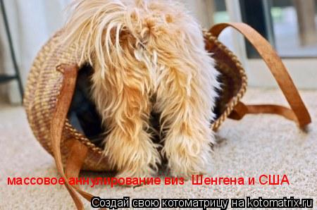 Котоматрица: массовое аннулирование виз  Шенгена и США