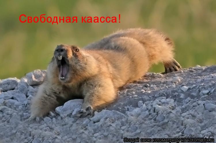 Котоматрица: Свободная каасса!