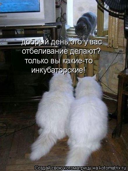 Котоматрица: добрый день,это у вас  отбеливание делают? только вы какие-то инкубаторские!
