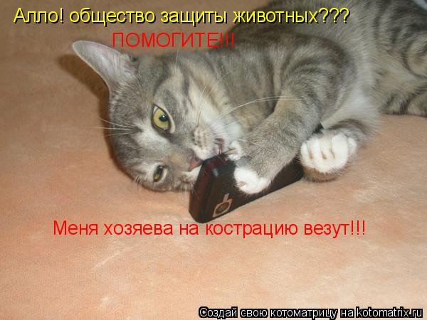 Котоматрица: Алло! общество защиты животных??? ПОМОГИТЕ!!! Меня хозяева на кострацию везут!!!