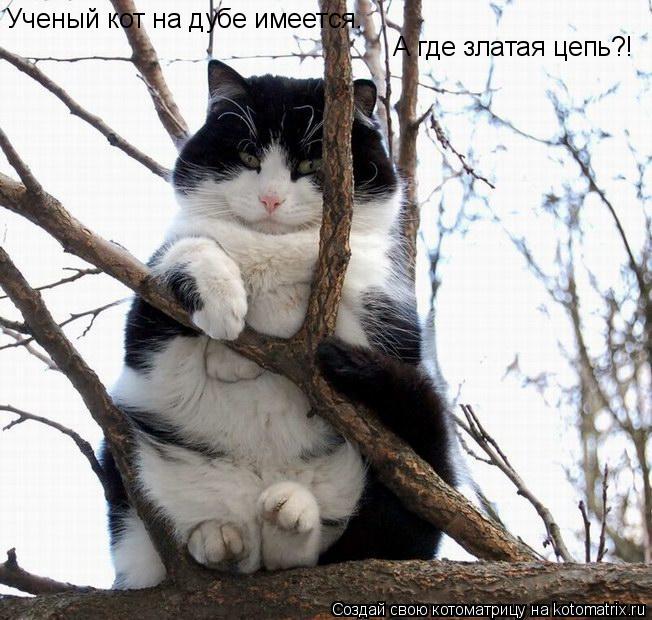 Котоматрица: Ученый кот на дубе имеется. А где златая цепь?!