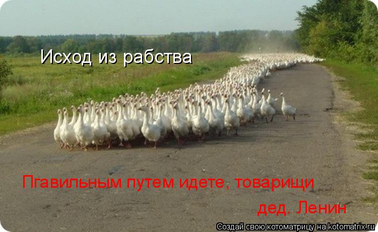 Котоматрица: Исход из рабства Пгавильным путем идете, товарищи дед. Ленин