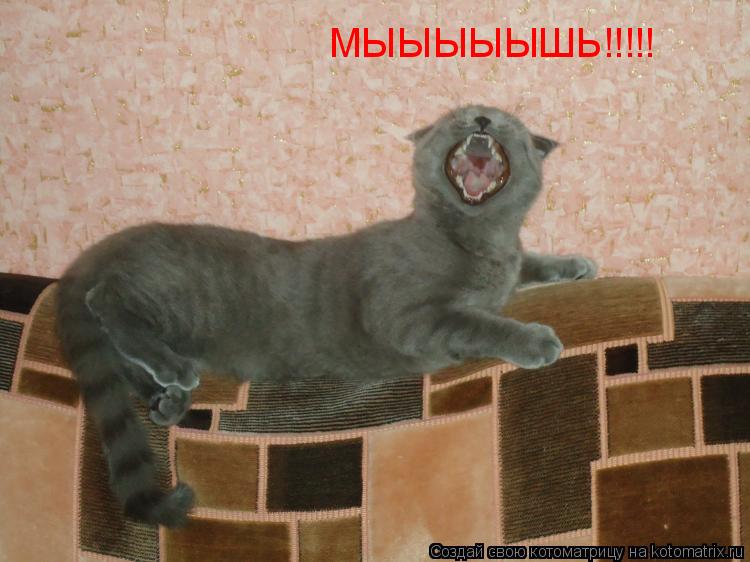 Котоматрица: МЫЫЫЫЫШЬ!!!!!