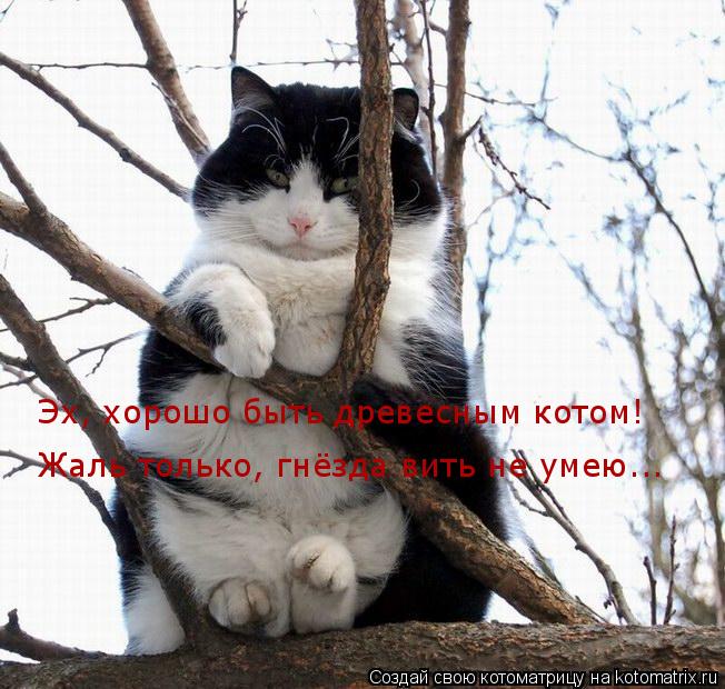 Котоматрица: Эх, хорошо быть древесным котом! Жаль только, гнёзда вить не умею...