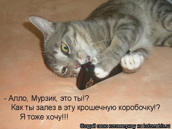 Котоматрица: - Алло, Мурзик, это ты!? Как ты залез в эту крошечную коробочку!? Я тоже хочу!!!