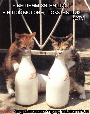 Котоматрица: - выпьем за наших!  - и побыстрее, пока наших  нету!