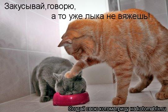 Котоматрица: Закусывай,говорю, а то уже лыка не вяжешь!