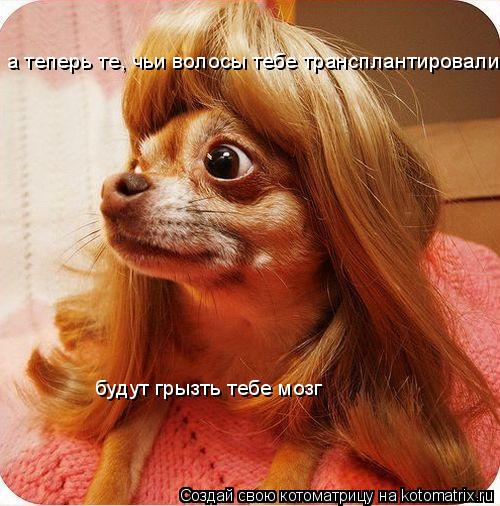 Котоматрица: а теперь те, чьи волосы тебе трансплантировали будут грызть тебе мозг