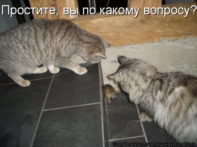Котоматрица: Простите, вы по какому вопросу?