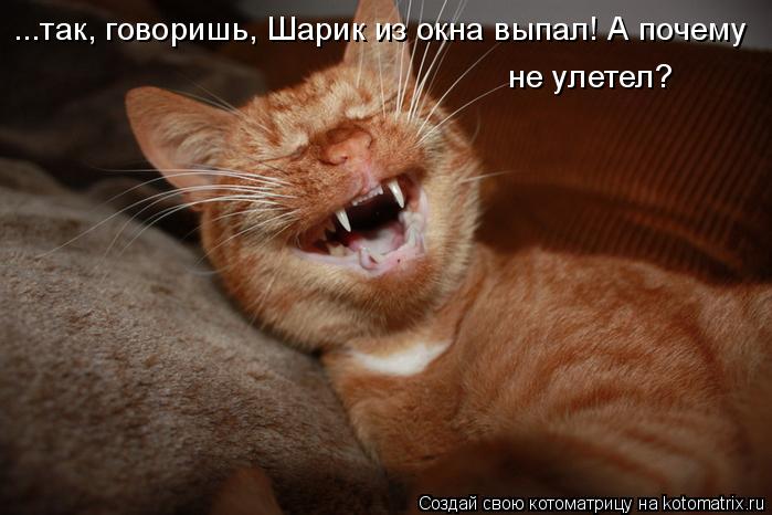 Котоматрица: ...так, говоришь, Шарик из окна выпал! А почему  не улетел?