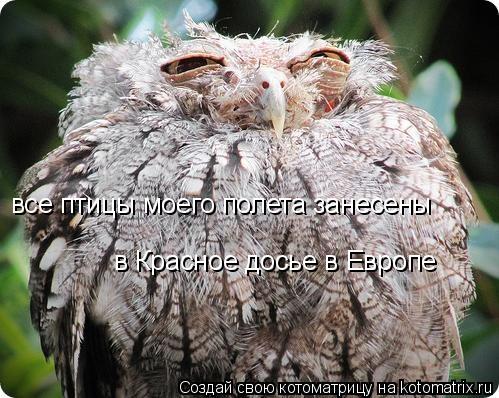 Котоматрица: все птицы моего полета занесены в Красное досье в Европе